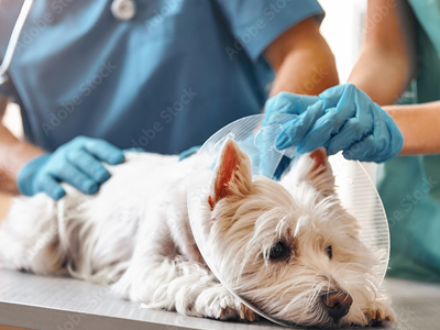 犬の外科について