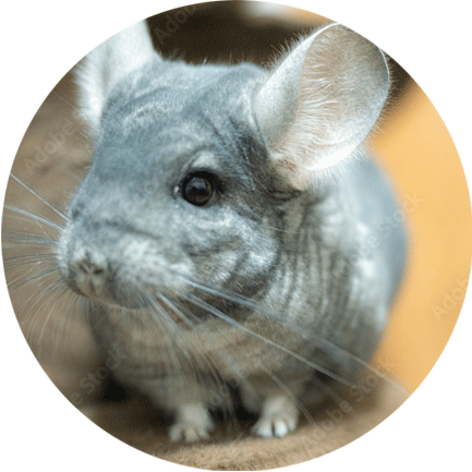 チンチラの診察