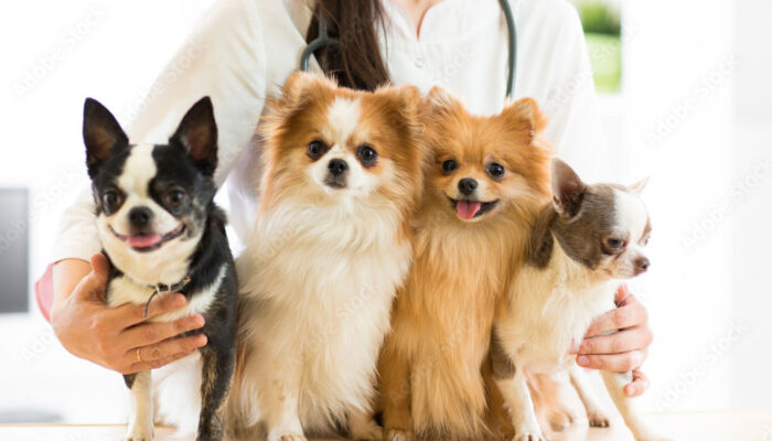 動物病院で診察した犬