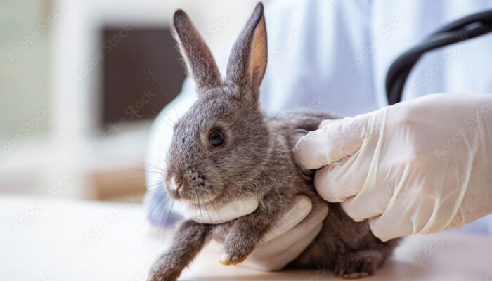 うさぎの診察